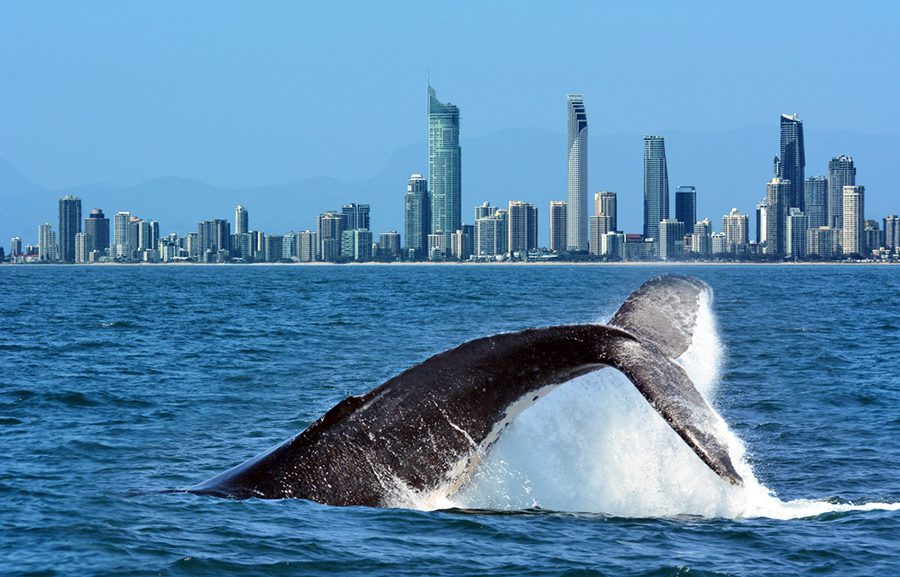 Humpback whale breaching Gold Coast