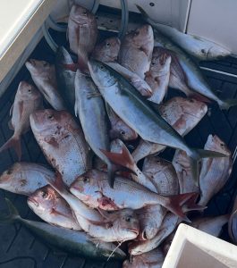 A good mixed bag of reef species taken onboard with Gavin from Sea Probe Fishing Charters on the 50 fathom grounds off the Gold Coast