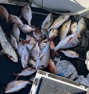 A great haul of mixed reef species form Gavin at Sea Probe Fishing Charters off the Gold Coast