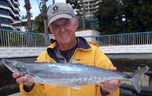Wayne Young with a nice School Mackerel he landed off the Gold Coast recently