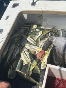 Gavin from Seaprobe Fishing Charters with a great haul of Dolphin Fish from the fads off the Gold Coast