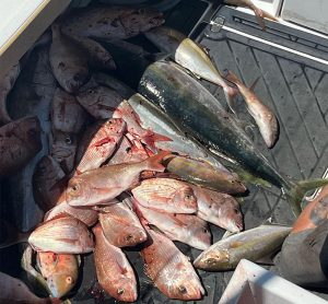 Gavin from Sea Probe Fishing Charters with a good mixed bag off the Gold Coast this week