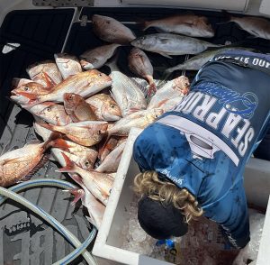 Sea Probe Fishing Charters found another great feed of Snapper for their customers this week off the Gold Coast