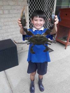 Cooper with a great sized Miud Crab his Dad Jason caught, they landed 5 good crabs all up in the Broadwater